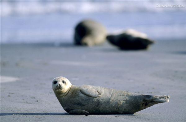 石勒苏益格迎战哈恩,实力悬殊 石勒苏益格迎战哈恩,实力悬殊