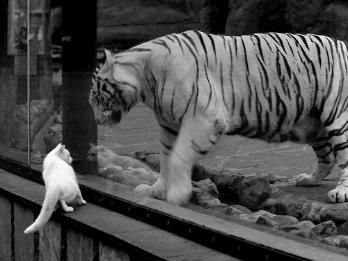 F1新赛季揭幕战之夜,班凯罗在篮球世界跑出完美单圈