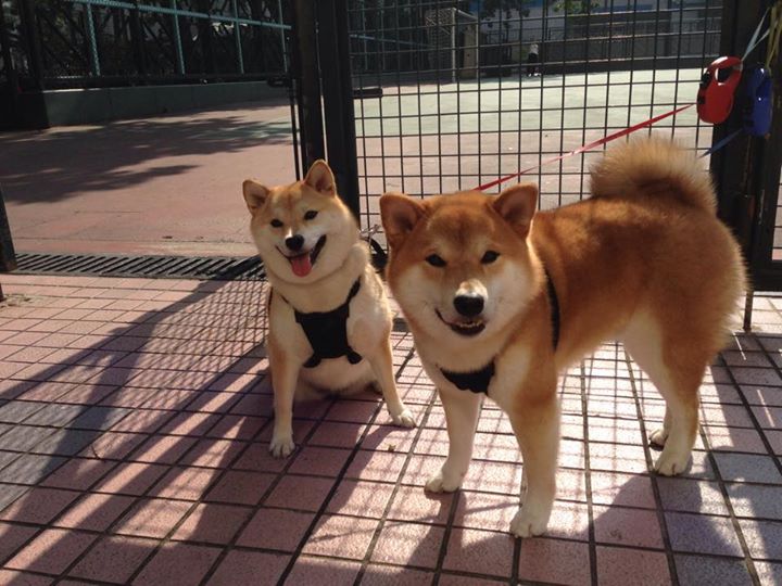 战术为王,从英超争冠焦点战到灰熊队的压制哲学