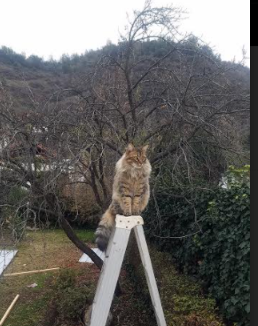 数据王者与团队荣耀，姆巴佩的稳定与乌克兰的团队胜利