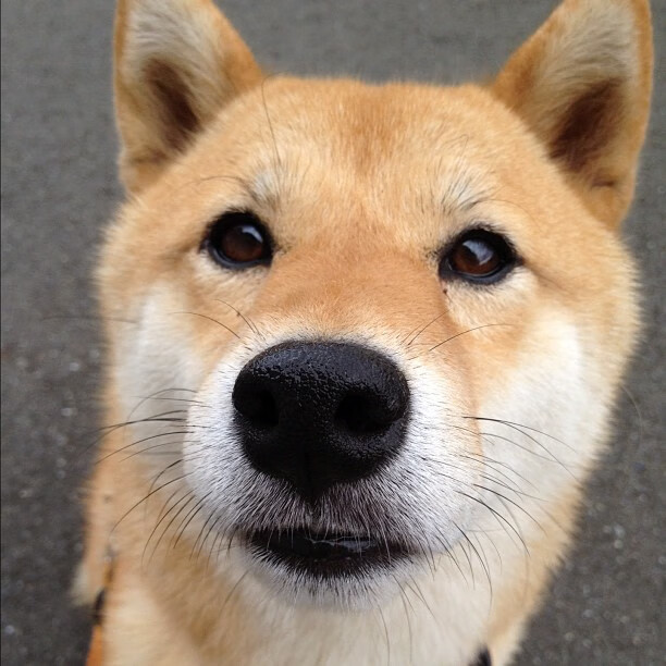 双城记，尼斯沦陷与抢七封神—当威尔士战吼遇上阿拉巴时刻