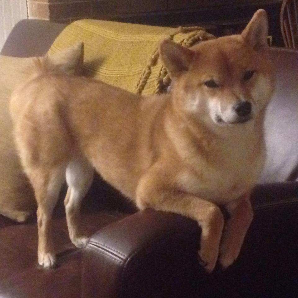 铁血之师的传承，从毕尔巴鄂的智利风暴到迪巴拉的南美烈焰