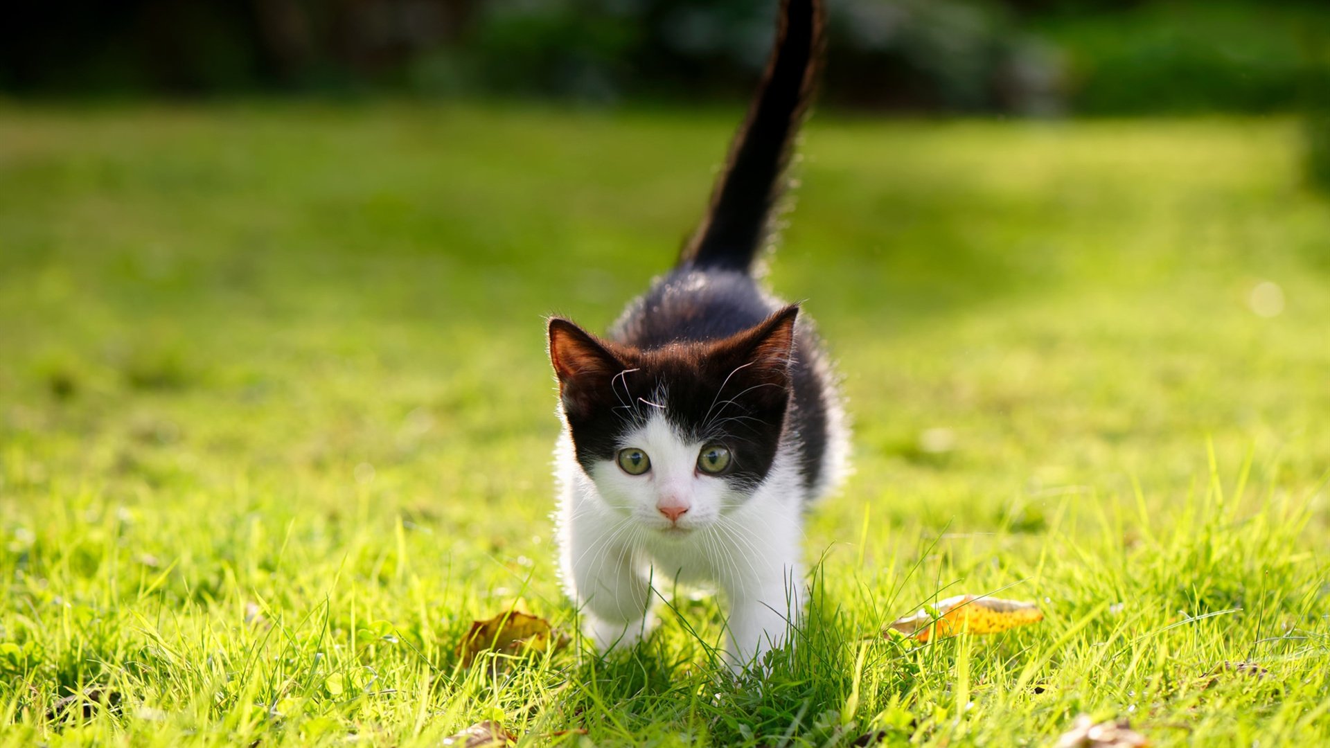 攻防双擎,卡拉斯科如何以一己之力重塑沙特与西班牙的战术天平