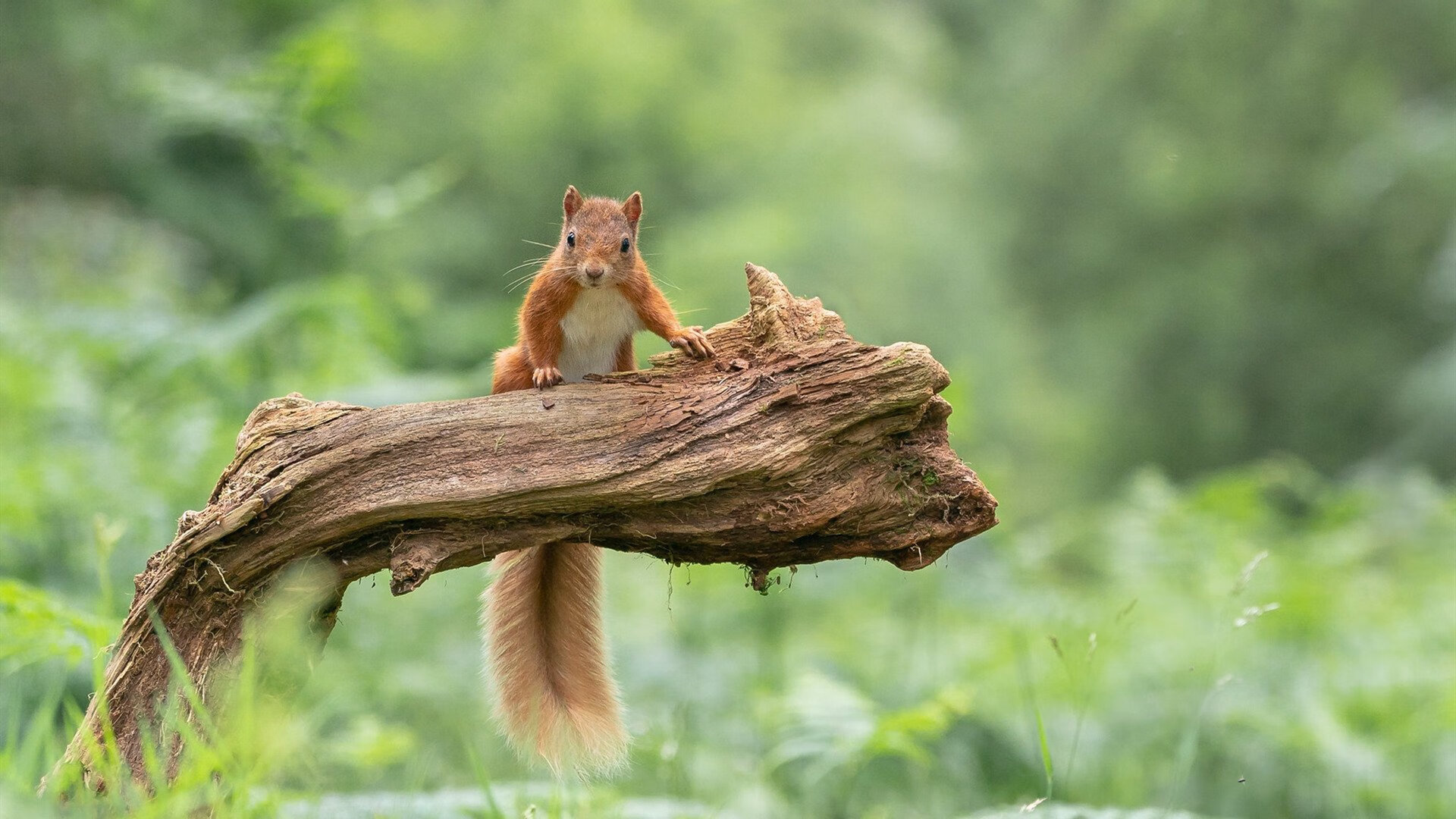 双面足球，孙兴慜的惊艳与亚特兰大的集体风暴