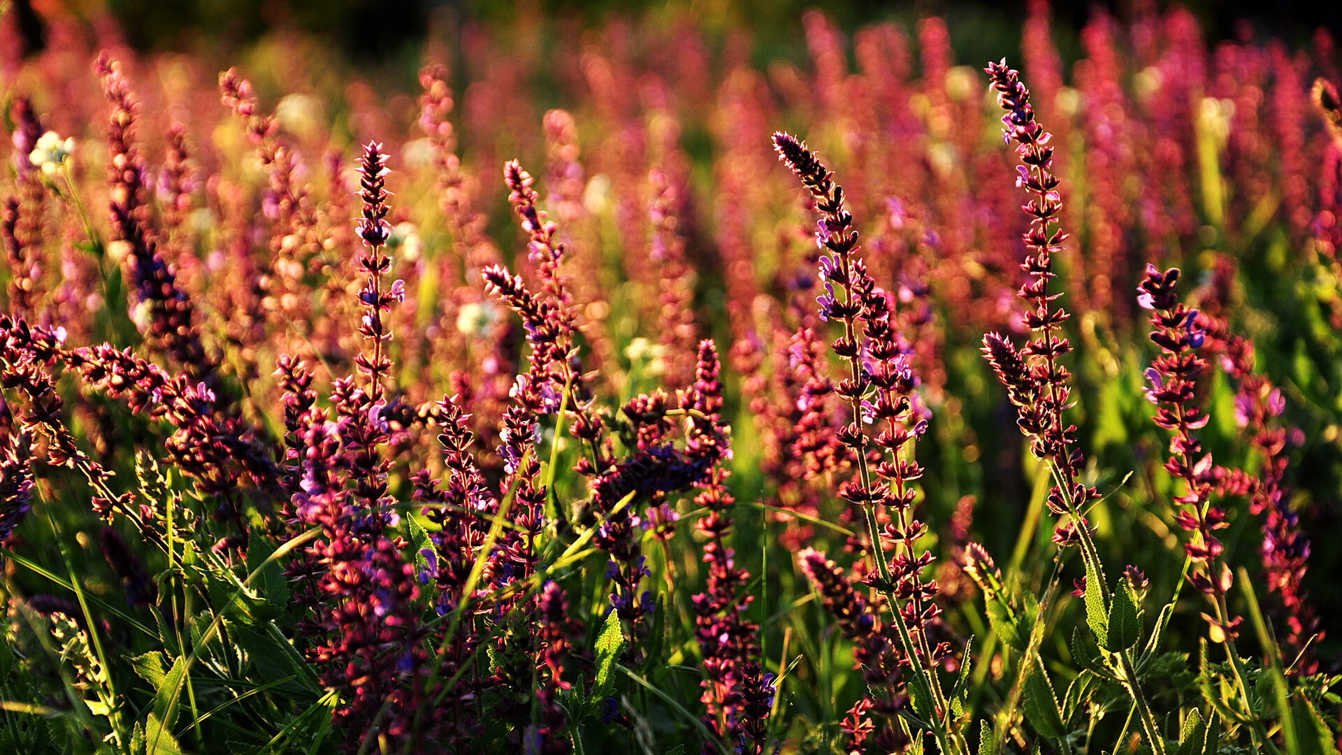 跨越战场的英雄逻辑，当勒沃库森碾碎葡萄牙，萨卡于西决生死战封神