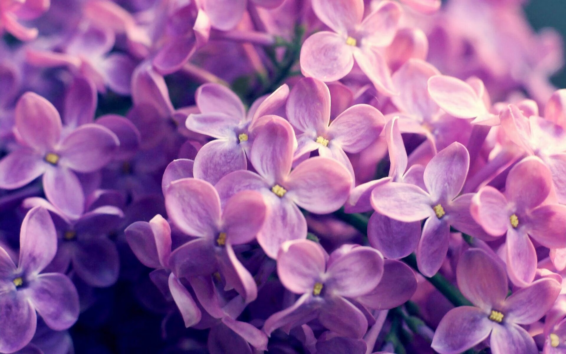 压力下的璀璨绽放，拉什福德助力利物浦欧冠对决国际米兰的传奇之夜