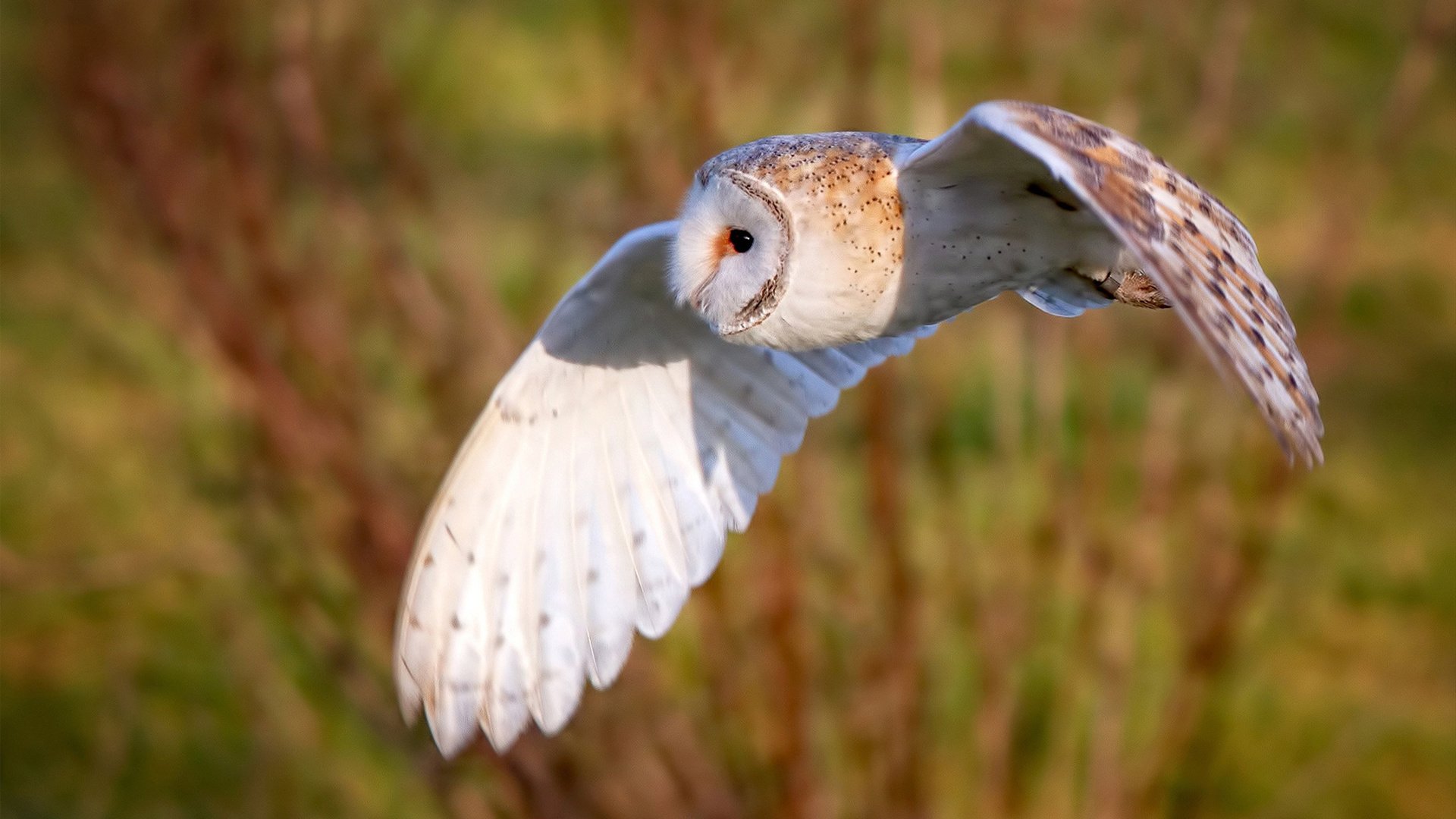 开云官网-西决生死战之夜，穆勒冠军级表现铸就传奇